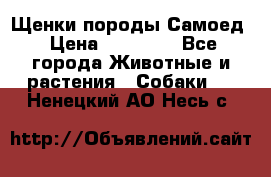 Щенки породы Самоед › Цена ­ 20 000 - Все города Животные и растения » Собаки   . Ненецкий АО,Несь с.